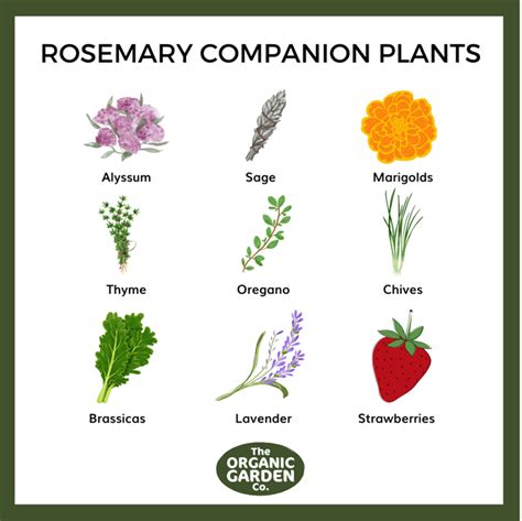 companion planting for rosemary