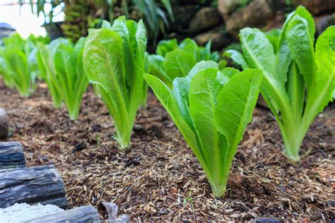 companion planting romaine lettuce