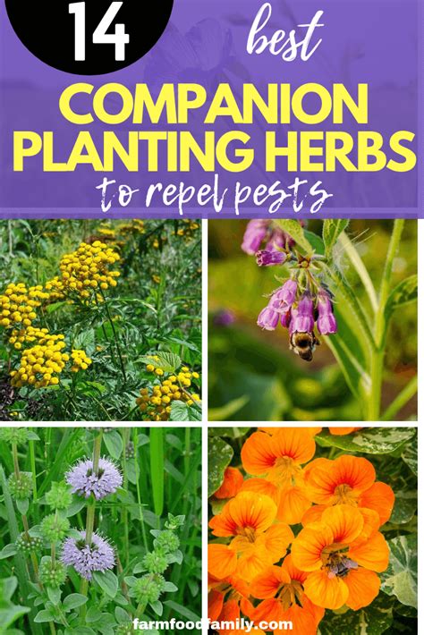 companion planting to deter pests