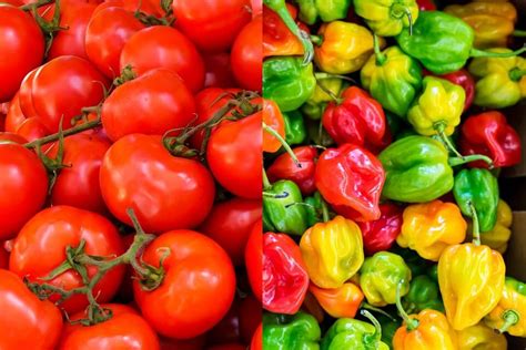 companion planting tomatoes and peppers