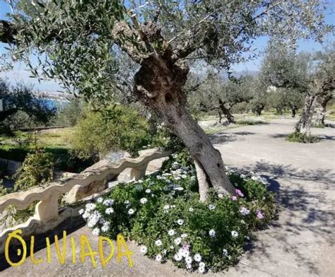 companion planting under olive tree