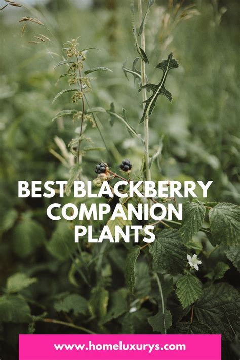 companion planting with blackberries