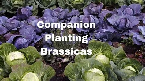 companion planting with brassicas