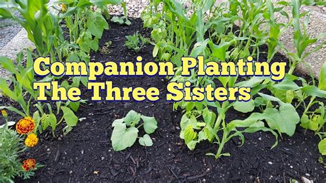 companion planting with butternut squash