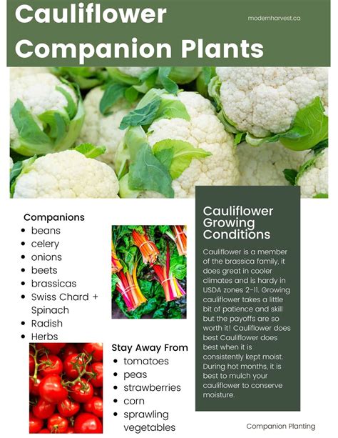 companion planting with cauliflower