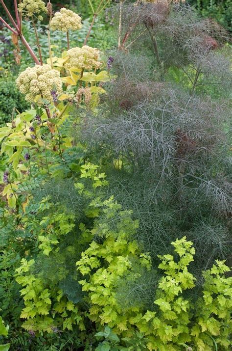 companion planting with fennel