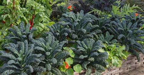 companion planting with kale