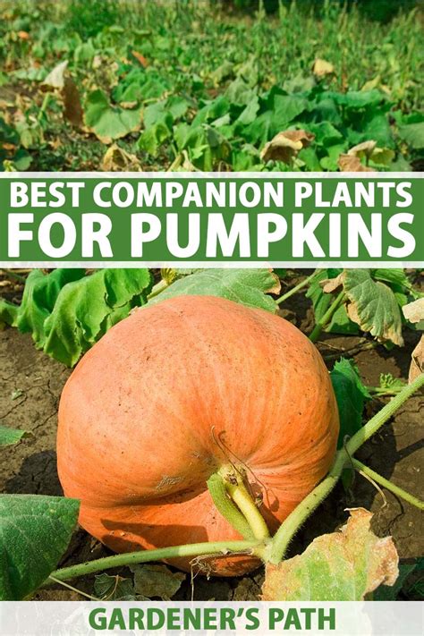 companion planting with pumpkins