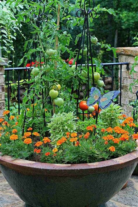 companion planting with tomatoes in containers