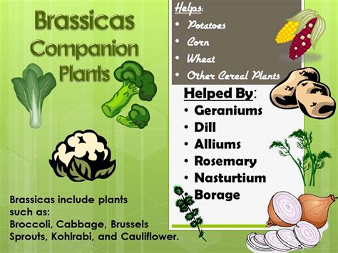 companion plants brassicas