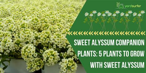 companion plants for alyssum
