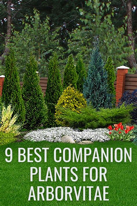 companion plants for arborvitae