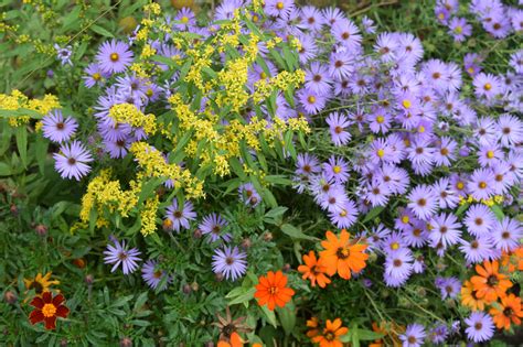 companion plants for asters