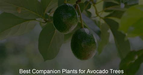 companion plants for avocado trees