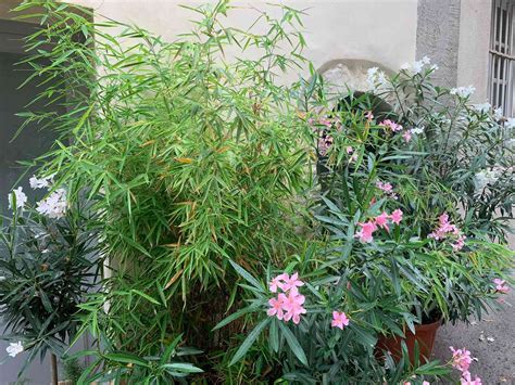 companion plants for bamboo