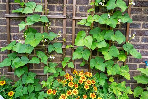 companion plants for beans and peas