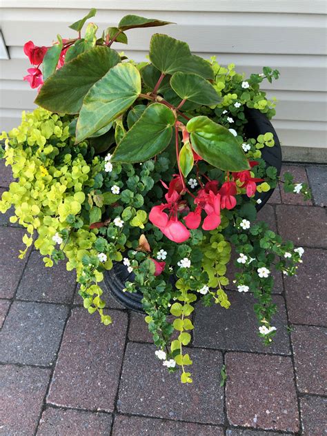 companion plants for begonias in pots
