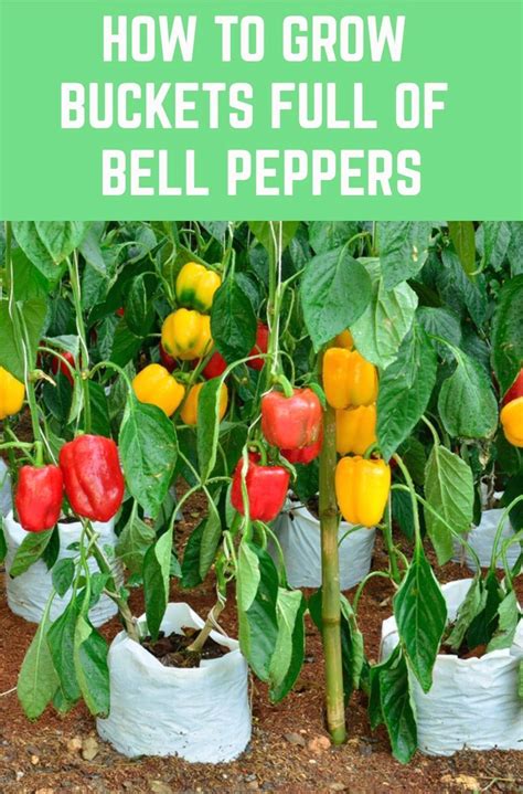 companion plants for bell peppers in containers