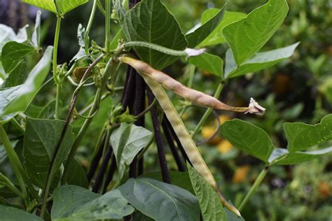 companion plants for black eyed peas