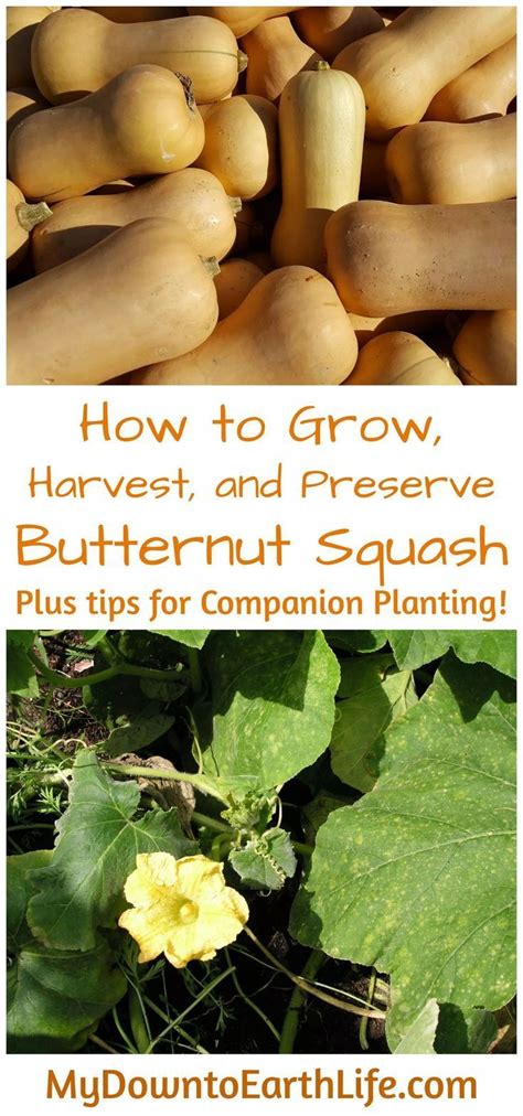 companion plants for butternut squash