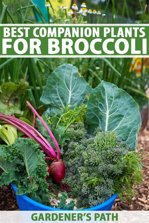 companion plants for cabbage and broccoli