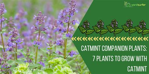 companion plants for catnip