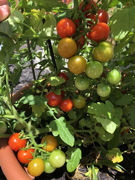 companion plants for cherry tomatoes