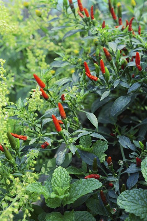 companion plants for chili peppers