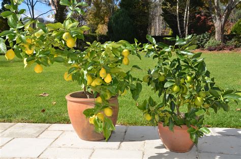 companion plants for citrus in pots