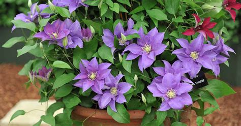 companion plants for clematis in pots