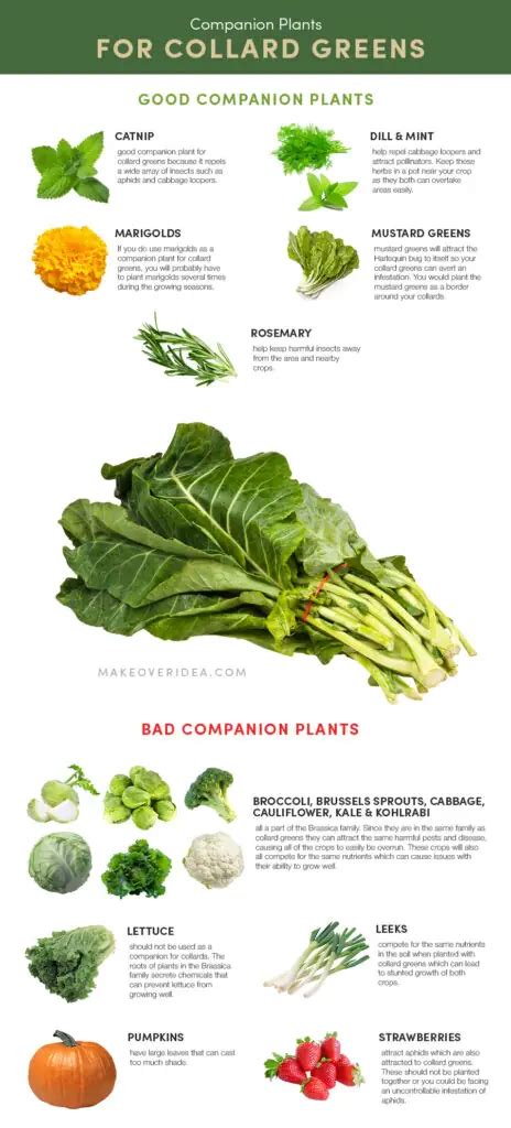 companion plants for collard greens