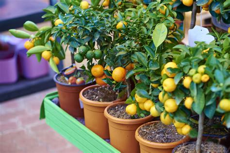 companion plants for container citrus