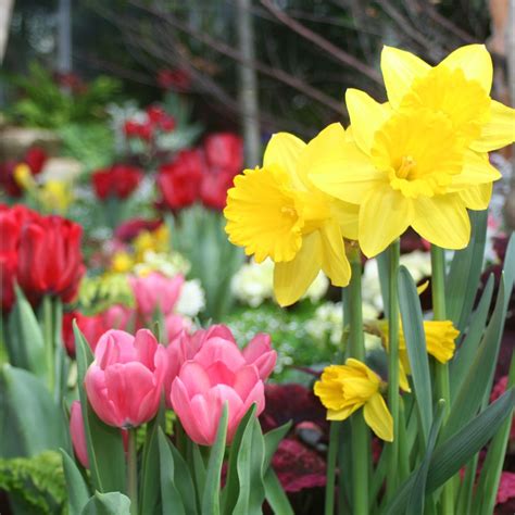 companion plants for daffodils