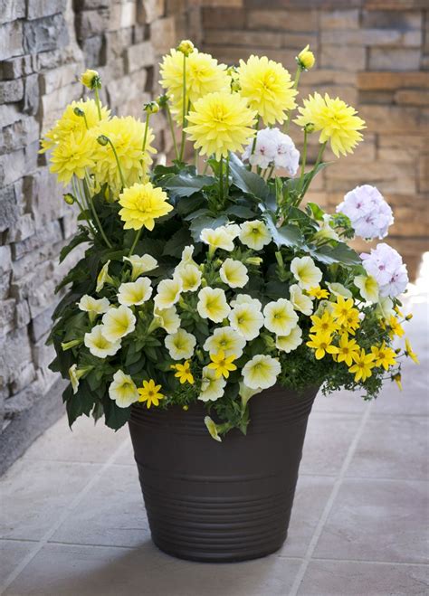 companion plants for dahlias in containers