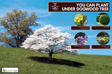 companion plants for dogwood trees