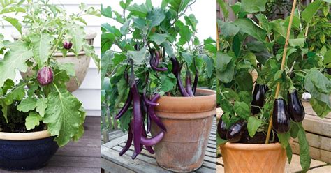 companion plants for eggplant in containers