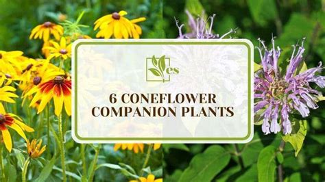 companion plants for evergreens