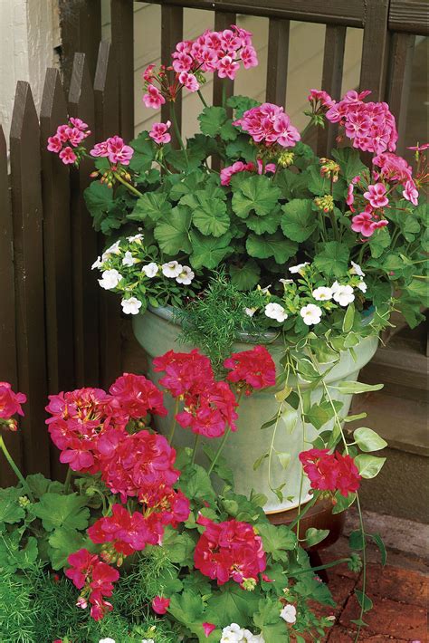 companion plants for geraniums in pots