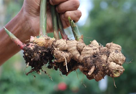 companion plants for ginger