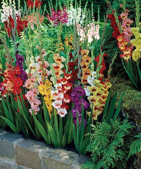 companion plants for gladiolus