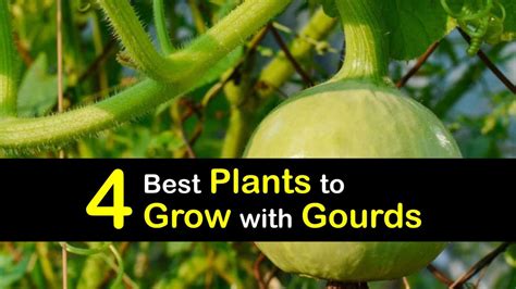 companion plants for gourds