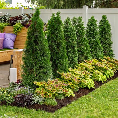 Companion Plants for Green Giant Arborvitae: Enhancing Your Garden