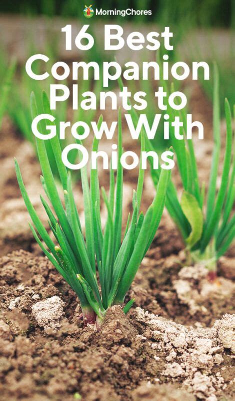 companion plants for green onions