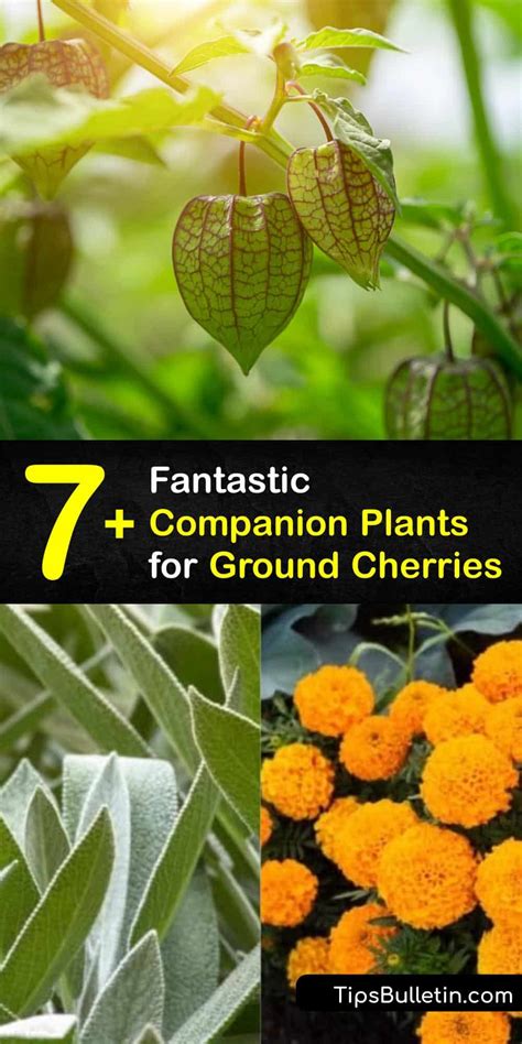 companion plants for ground cherries