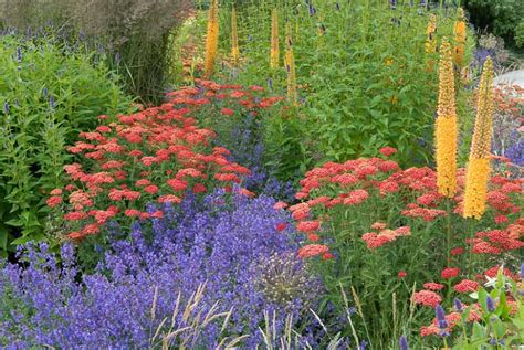 Companion Plants for Hyssop: The Ultimate Guide
