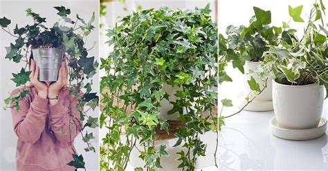 companion plants for indoor ivy
