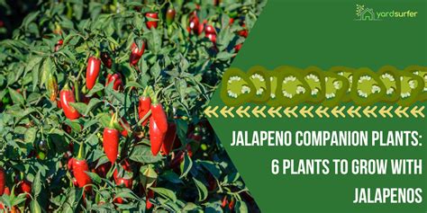 companion plants for jalapenos