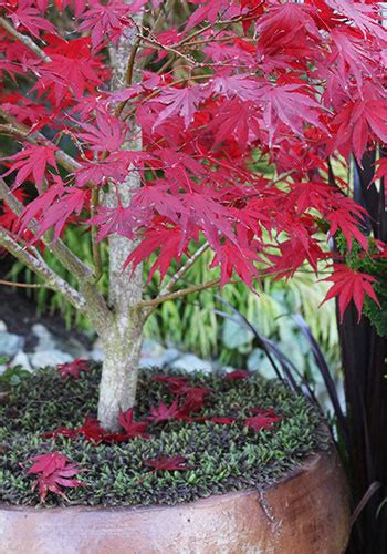 companion plants for japanese maple in container