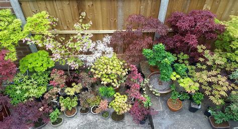 Companion Plants for Japanese Maple in Container