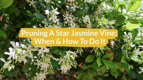companion plants for jasmine